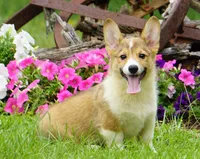Peter, a male Pembroke Welsh Corgi for sale in Macon, MS – Photo 1 of 2