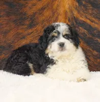 Theo, a male Miniature Aussiedoodle for sale in Macon, MS – Photo 2 of 2