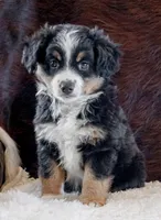 Kade, a male Miniature Australian Shepherd for sale in Macon, MS – Photo 2 of 2