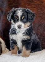 Kade, a male Miniature Australian Shepherd for sale in Macon, MS – Photo 1 of 2