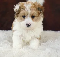 Rooster-Toy sized!!, a male Miniature Aussiedoodle for sale in Macon, MS – Photo 3 of 4