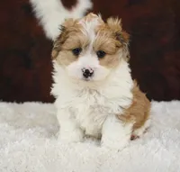 Rooster-Toy sized!!, a male Miniature Aussiedoodle for sale in Macon, MS – Photo 1 of 4