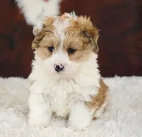 Rooster-Toy sized!!, a male Miniature Aussiedoodle for sale in Macon, MS – Photo 4 of 4