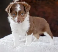 Jackie, a female Miniature Australian Shepherd for sale in Macon, MS – Photo 2 of 2