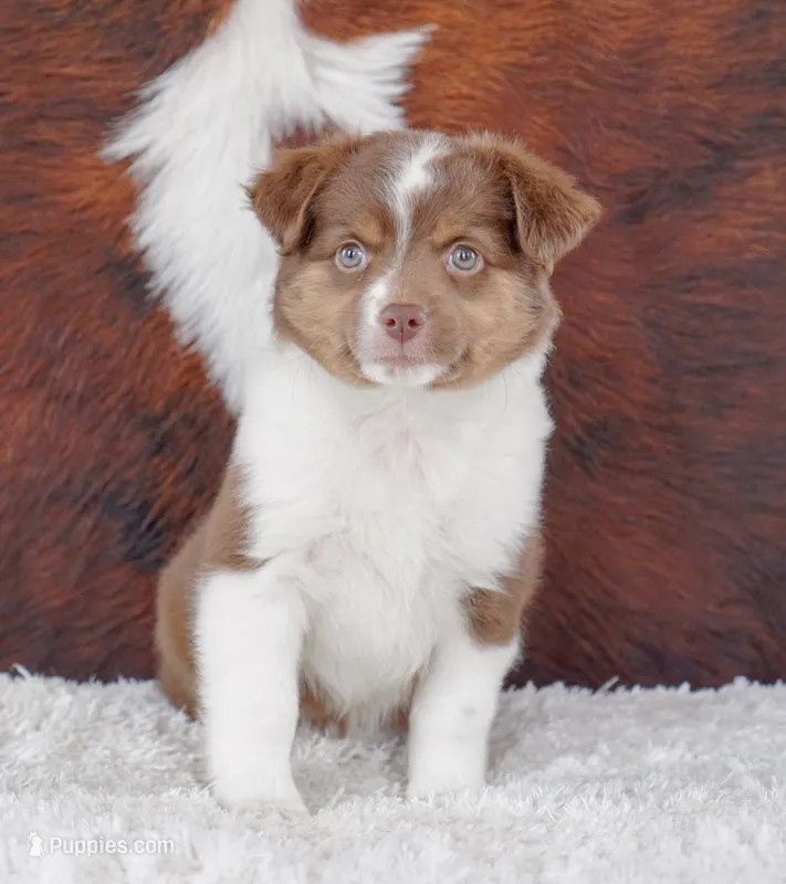 Jackie, a female Miniature Australian Shepherd for sale in Macon, MS – Photo 1 of 2