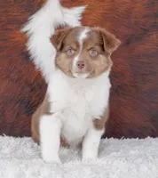 Jackie, a female Miniature Australian Shepherd for sale in Macon, MS – Photo 1 of 2