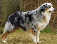 Breeding Males!!!, a male Miniature Australian Shepherd for sale in Macon, MS – Photo 4 of 4