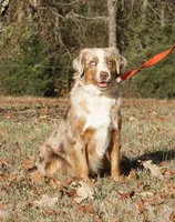Breeding Males!!!, a male Miniature Australian Shepherd for sale in Macon, MS – Photo 1 of 4