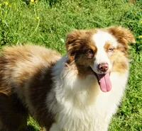 Breeding Males!!!, a male Miniature Australian Shepherd for sale in Macon, MS – Photo 2 of 4