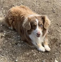 Breeding Males!!!, a male Miniature Australian Shepherd for sale in Macon, MS – Photo 3 of 4
