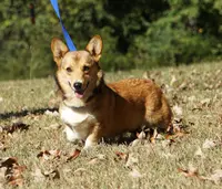 Mollie and Maci, a female Pembroke Welsh Corgi for sale in Macon, MS – Photo 1 of 2