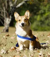 Mollie and Maci, a female Pembroke Welsh Corgi for sale in Macon, MS – Photo 2 of 2
