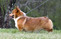 Stone, a male Pembroke Welsh Corgi for sale in Macon, MS – Photo 3 of 3