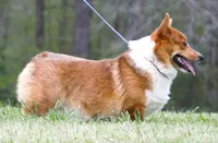 Stone, a male Pembroke Welsh Corgi for sale in Macon, MS – Photo 2 of 3