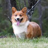 Stone, a male Pembroke Welsh Corgi for sale in Macon, MS – Photo 1 of 3