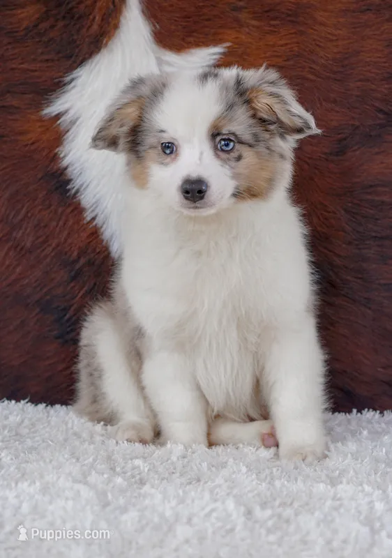 Ronnie, a male Miniature Australian Shepherd for sale in Macon, MS – Photo 1 of 2