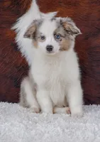 Ronnie, a male Miniature Australian Shepherd for sale in Macon, MS – Photo 1 of 2