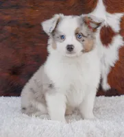 Ronnie, a male Miniature Australian Shepherd for sale in Macon, MS – Photo 2 of 2