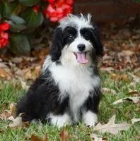 Connie, a female Miniature Aussiedoodle for sale in Macon, MS – Photo 1 of 2