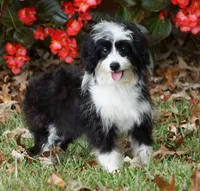 Connie, a female Miniature Aussiedoodle for sale in Macon, MS – Photo 2 of 2