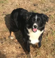 Breeding Females!!!, a female Miniature Australian Shepherd for sale in Macon, MS – Photo 2 of 4