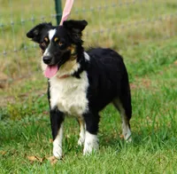 Breeding Females!!!, a female Miniature Australian Shepherd for sale in Macon, MS – Photo 3 of 4