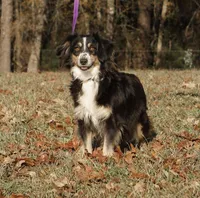 Breeding Females!!!, a female Miniature Australian Shepherd for sale in Macon, MS – Photo 1 of 4