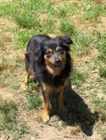 Breeding Females!!!, a female Miniature Australian Shepherd for sale in Macon, MS – Photo 4 of 4