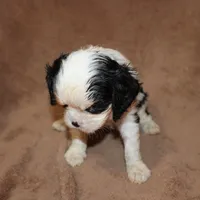 Anthony, a male Cavalier King Charles Spaniel for sale in Williford, AR – Photo 3 of 4