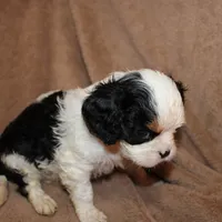 Anthony, a male Cavalier King Charles Spaniel for sale in Williford, AR – Photo 2 of 4