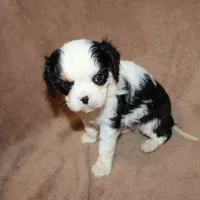 Anthony, a male Cavalier King Charles Spaniel for sale in Williford, AR – Photo 4 of 4