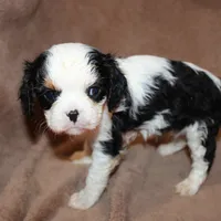 Anthony, a male Cavalier King Charles Spaniel for sale in Williford, AR – Photo 1 of 4