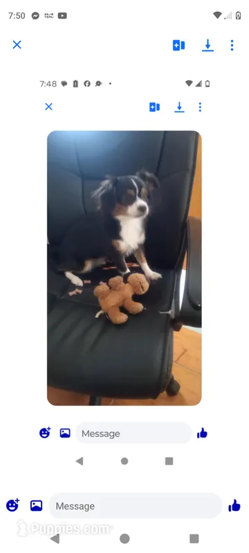 Hercules – Chihuahua puppy for sale in Oak Hill, FL