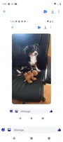 Hercules, a male Chihuahua for sale in Oak Hill, FL – 1 of 3
