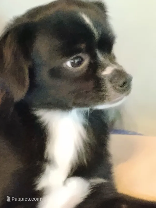 Titan – Chihuahua puppy for sale in Oak Hill, FL