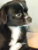 Titan, a male Chihuahua for sale in Oak Hill, FL – 1 of 3