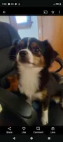 Cisco Jr.., a male Chihuahua for sale in Oak Hill, FL – 3 of 3