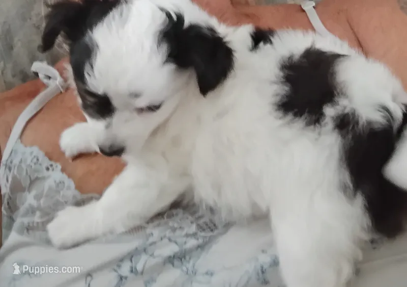 Kalifa – Chihuahua puppy on hold in Oak Hill, FL