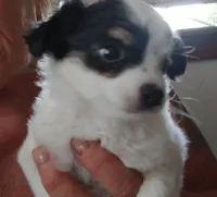 Kalifa, a female Chihuahua for sale in Oak Hill, FL – 4 of 6