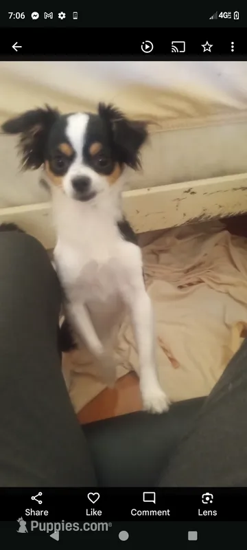 Priscilla  – Chihuahua puppy for sale in Oak Hill, FL