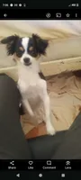 Priscilla , a female Chihuahua for sale in Oak Hill, FL – 1 of 2