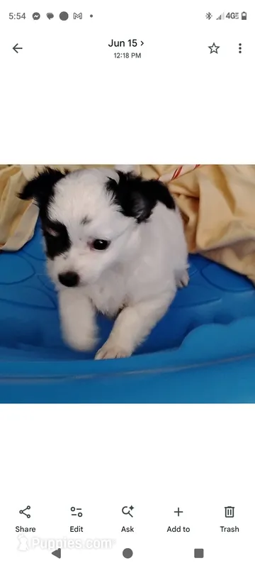 Lucy – Chihuahua puppy for sale in Oak Hill, FL