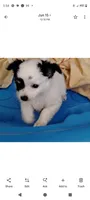 Lucy, a female Chihuahua for sale in Oak Hill, FL – 1 of 3