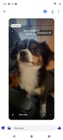 Hercules, a male Chihuahua for sale in Oak Hill, FL – 2 of 3