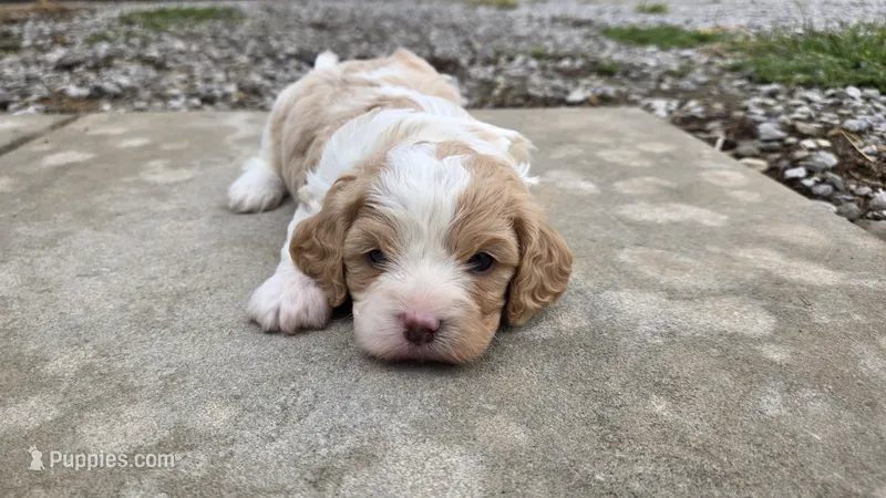 Wilbur – Cavapoo puppy for sale in Carlyle, IL