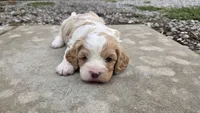 Wilbur, a male Cavapoo for sale in Carlyle, IL – 1 of 6