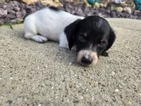 Eva, a female Miniature Dachshund for sale in Carlyle, IL – 5 of 8