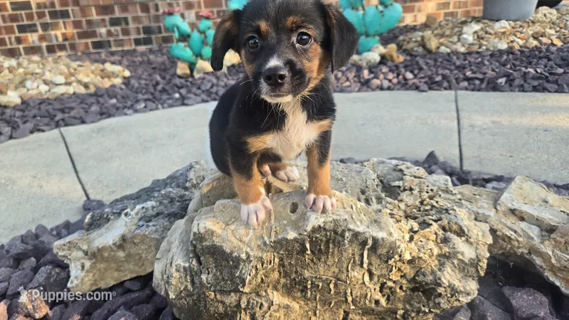 Phil – Pembroke Welsh Corgi, Toy Australian Shepherd puppy for sale in Carlyle, IL