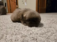 Fernando, a male Shih Tzu for sale in Carlyle, IL – Photo 3 of 5