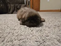 Fernando, a male Shih Tzu for sale in Carlyle, IL – Photo 4 of 5